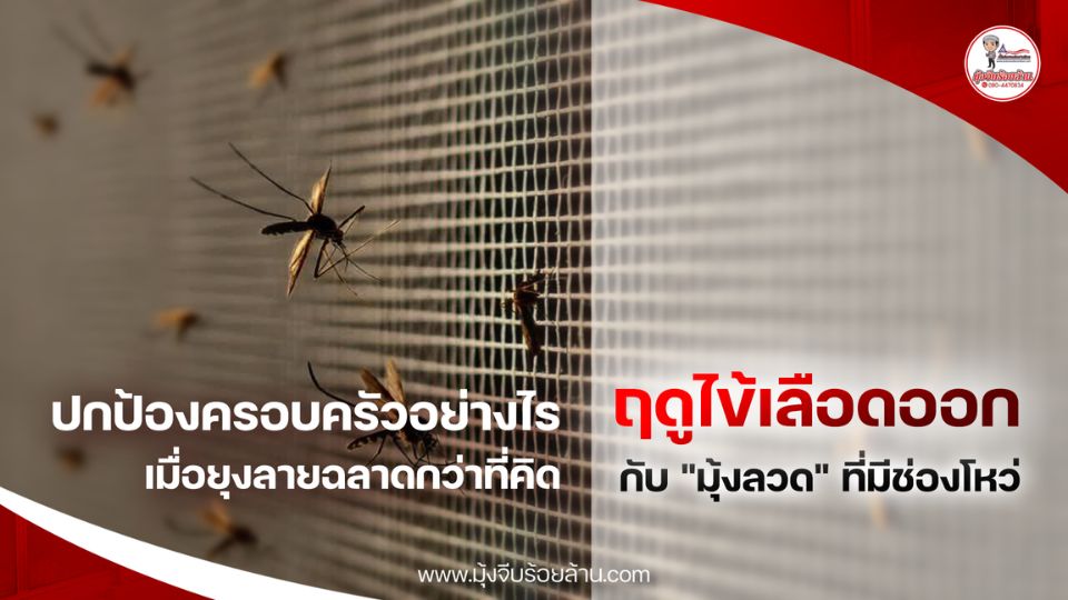 ไข้เลือดออ, มุ้งลวด, ยุง